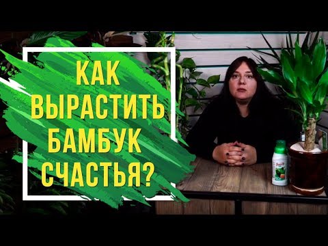 Как вырастить бамбук счастья у себя дома 🍀 Драцена Сандера домашние растения