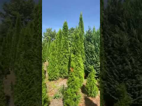 фото туи взрослые 0