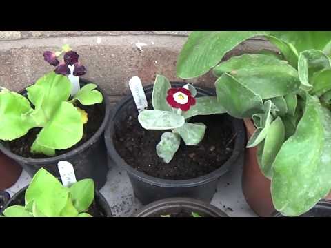 Auricula plants- Haul & repotting