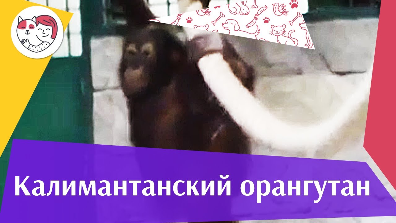 Калимантанский орангутан Образ жизни на ilikepet