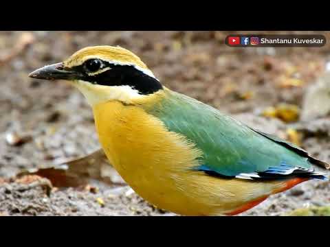 Pita pestrá (Pitta brachyura) — hlas a správanie v prírode