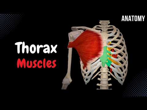 Muscles of the Thorax (Origin, Insertion, Function)