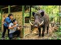 Giant Wild Boar Footprints Found! | An Unexpected Hunt in the Deep Forest | Solo Survival