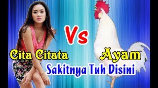 Ayam Bernyanyi Sakitnya Tuh Disini # Parodi Dangdut Lucu !!!