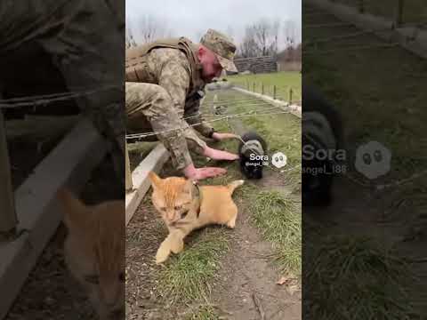 коти на тренуванні