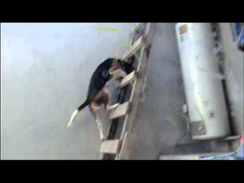 JERICHO beagle ESCALANDO