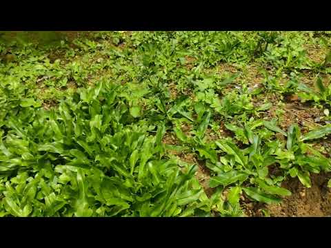 Vawiin chu in bul huan lamah hna thawk leh lawp2 mai ang aw biangno🤗🤗