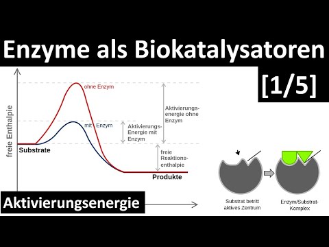 Enzymes are biocatalysts - Introduction to enzymes + activation energy [1/5] - [Biology, advanced...