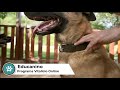 Educanino curso para educar a tu canino