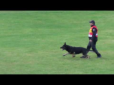 WUSV 2021 MEX 1-  GILBERTO TREVIÑO FUERTE & SATORIS NINJA C 93