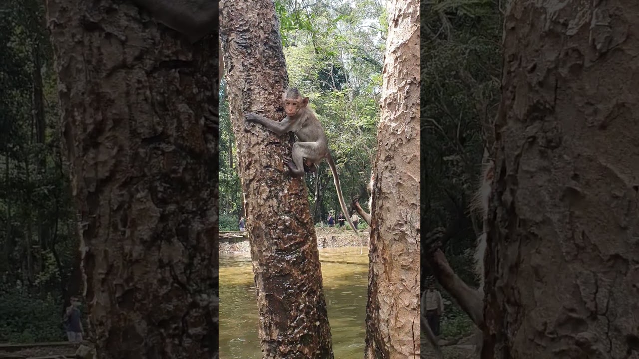 Wildlife Monkey in Amber troop 🤣💕😂 #animalmonkey #wildlife #animals #babymonkey