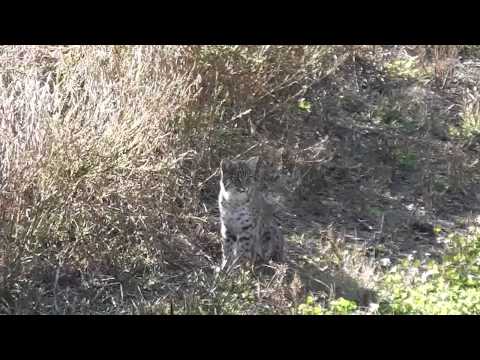 October 2014 Bobcat