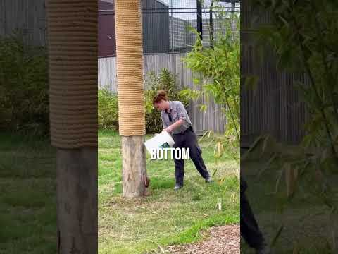 Why You Should Never Climb a Tree