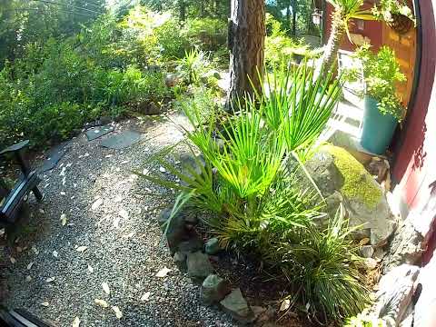 , title : 'Chamaerops humilis palm tree over half a decade after planting'