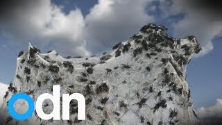 It's raining spiders! Spider rain phenomenon explained