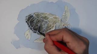 Loggerhead Sea Turtle (Caretta caretta) Watercolour Timelapse