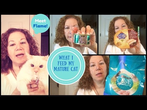 Chat and Review | What Organic Cat Food Does My Kitty 