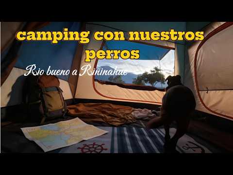 Camping en Riñinahue con nuestros perros 🐶 | Viaje desde Río Bueno