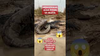 Download lagu buaya vs ular piton besar mp3 Download lagu buaya vs ular piton besar mp3