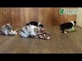 Mixed Breed dogs for sale: Amber - Video 1