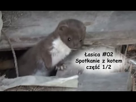 Łasica #02 Spotkanie z kotem - część 1/2