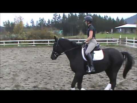 November 11th Galvaro W