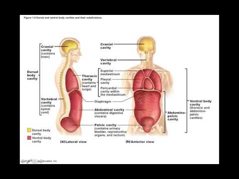Chapter 1.6 Body Cavities and Membranes BIO201