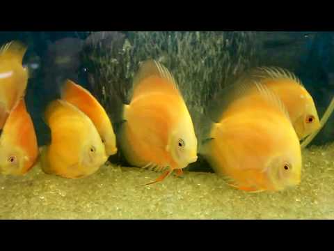 Beautiful Discus Fish Tank