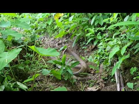 Cobra Snakes Mating Dance iMy 2 Doberman going Crazy EVL0G #15