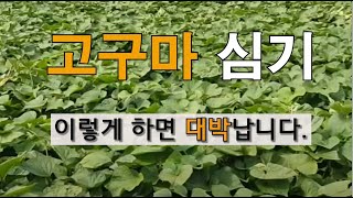 고구마 심기 이렇게 하면 확실하게 살고 원하는 대로 수확 할 수 있어요! #주말농장 고구마 가꾸기.