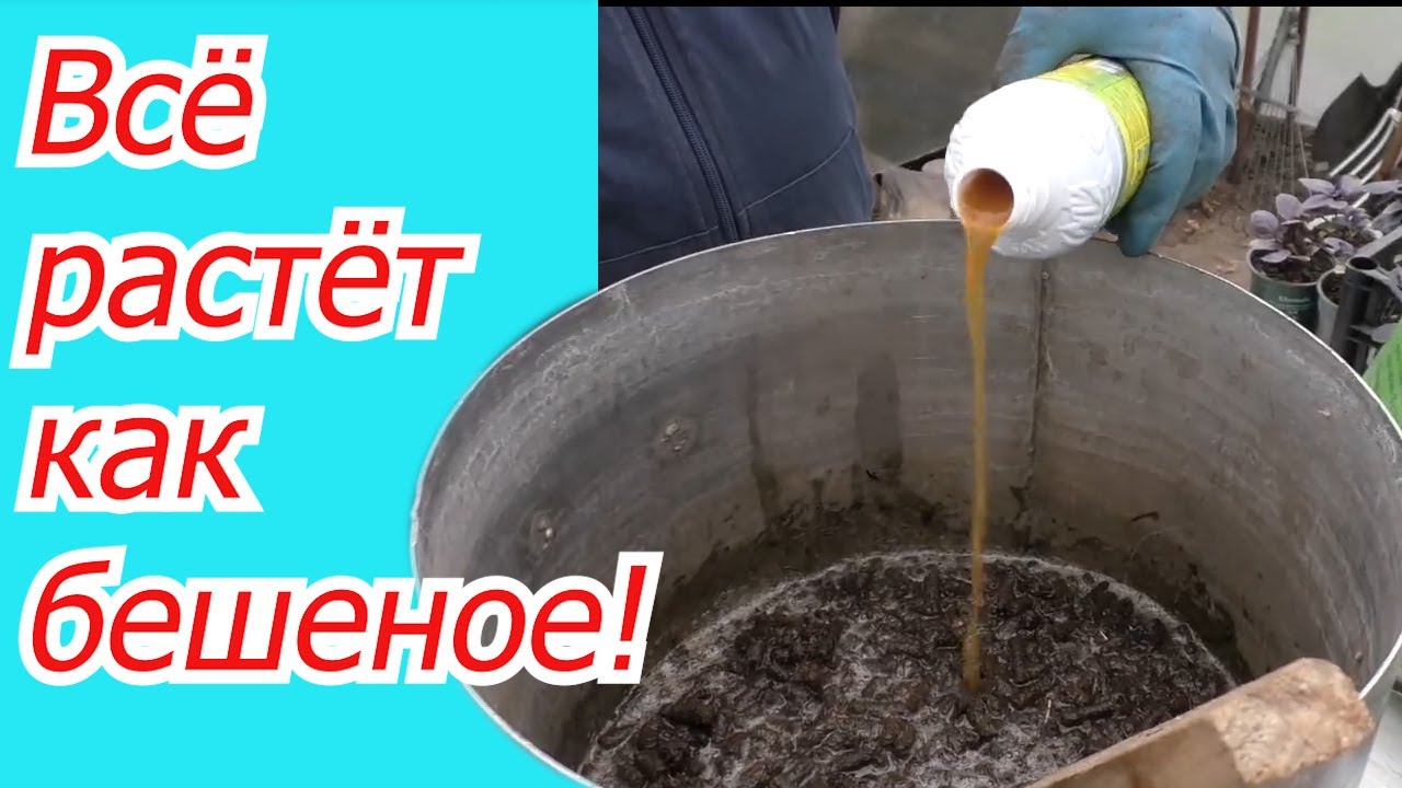 Готовим эффективную органическую подкормку из курника от которой ВСЁ растёт!