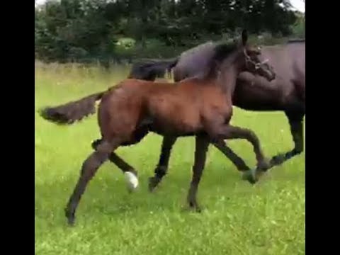 SOLD 2019 Stutfohlen von / filly by BARON (BENICIO) www.sporthorses-online.com