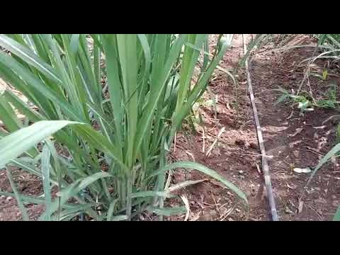 Ibta (iso butyl tri ethyl amine