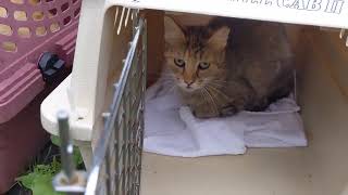 Round three of returned spay/neutered cats!