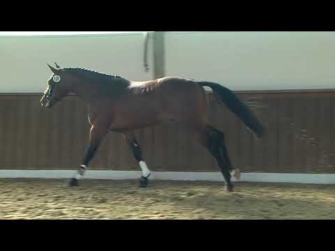 29. Mecklenburger Körtage - Kat.Nr. 44 Hengst  v. Canoso