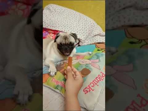 Naughty Daisy ❤️🐶(1)