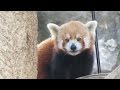 The walk of a Red Panda