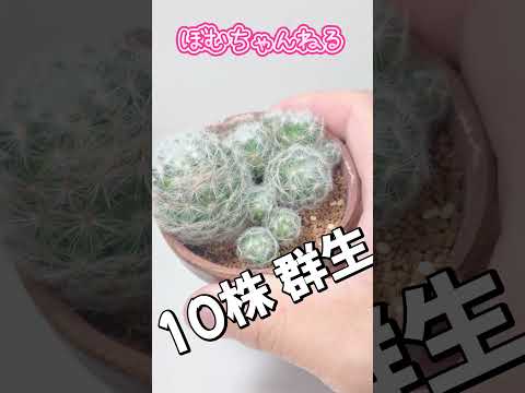 園芸 クッションサボテン、マミラリア