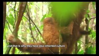 Orangutans and the Economics of Sustainable Forest Management in Sumatra