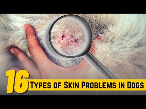 YouTube video about: Can stress in dogs cause skin problems?