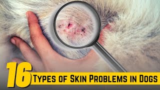 16 Types of Skin Problems in Dogs ! Bacterial Skin Infection In Dogs