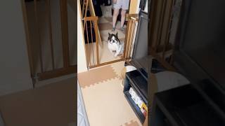 何度でも諦めないフレブル