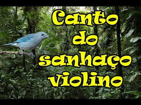 Sanhaço Canto Violino - 2 Horas