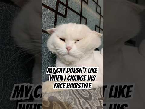 Why my cat hates when I play with his face #shorts #funny #cats