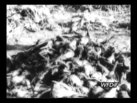 Cukrownia "Kruszwica" i Państwowy Majątek Kobylniki 1949r.