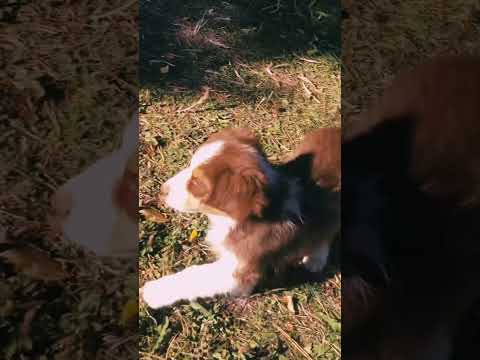 Australian Shepherd puppy for sale