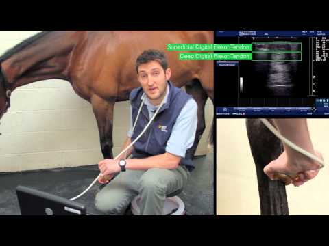 IMV imaging Ultrasonography of the Distal Limb video 8 - The mid-metacarpus - zones 2A & B