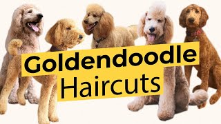 Best Types of Goldendoodle Haircuts! 🐶🦴✂️