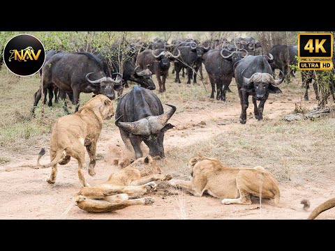 Hot Show of Power: Lions Take on Buffaloes | Wild Animal Documentary #lion #buffalo #animals