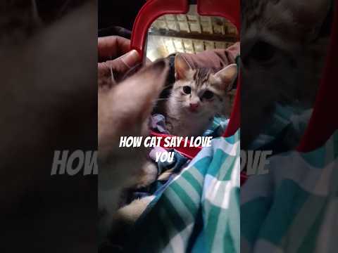how Cat say I love you #cat  .  Rajib And Cat